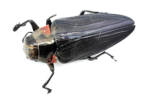 Buprestidae belionota sp - buprestidae,,