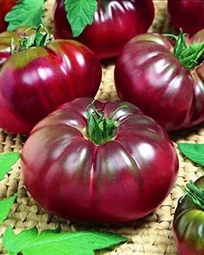 Tomatensamen nicht - (100+);,