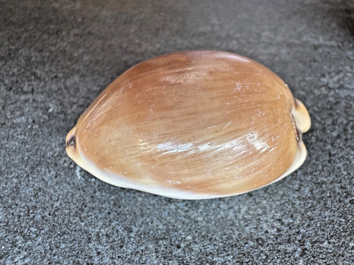 Cypraea lurida luria - cypraea,