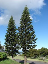 Säulen-Araukarie-Araucaria