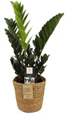 Zamioculcas Raven Schwarze Glücksfeder ca 60 cm mit Korb Zimmerpflanze          