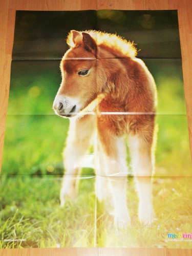 PFERDE-POSTER