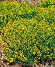 Genista tinctoria 'Plena'