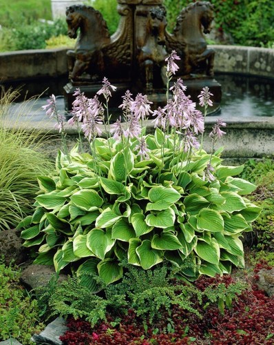 Funkien hosta staude - , funkie