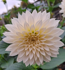 Dekorative Dahlie   D10-15 H120 1 Wurzelstock.