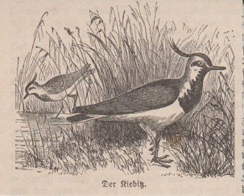 Orig holzstich der - der, kiebitz