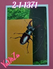 Abenteuer  Tierwelt  - Käfer