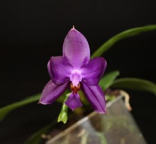 Phalaenopsis LL Blue Swan (LL Blue in Green x Norman's Blue Jennifer)