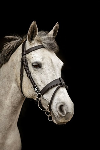 Equipride working hunter - equipride,