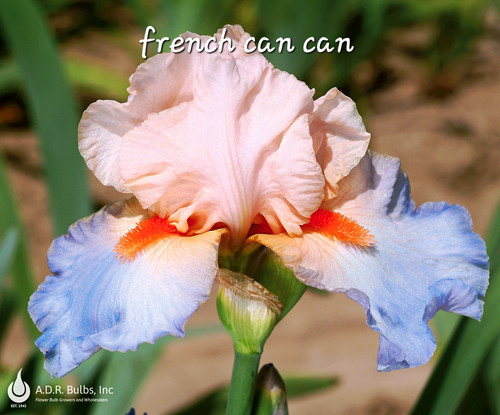 Iris schwertlilie bartiris 10 - iris,