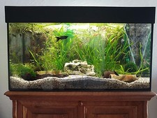 Aquarium 112l  Abdeckung, LED, Heizung, Filterpumpe, Sprudler, Pflanzen
