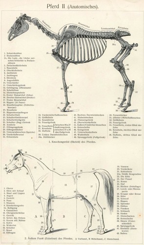 Pferd - , (anatomisches)