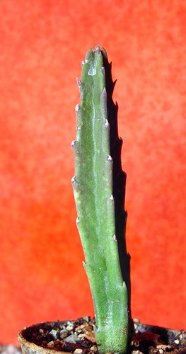 Stapelia incomparabilis 5 - stapelia,
