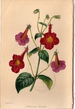 Paxton 1843 Antique