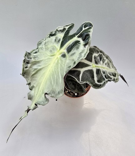 Sehr schöne alocasia venom - sehr,