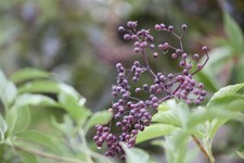Sambucus nigra, Schwarzer Holunder, 40–60 cm