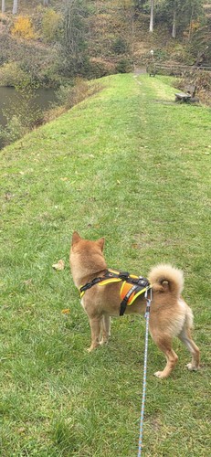 Hundegeschirr s für - k-9,