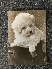 Für Liebhaber und Sammler: Alte Postkarte - Junger Zwergpudel