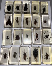 Mini biester sammlung - biester,