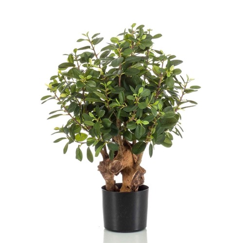 Künstlicher ficus panda - ficus,