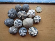 12 schöne versteinerte