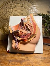 Vintage SOMSO MÄNNLICHES BECKEN Modell Medizinschule Männliche Fortpflanzungsorgane an Bord