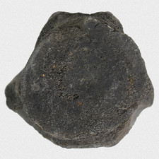 Fossil Walfisch Wirbel Neogen