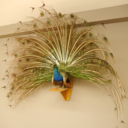 Pfau präparat blauer - blauer,