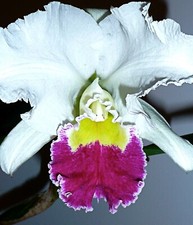 Cattleya White Dream ´Red