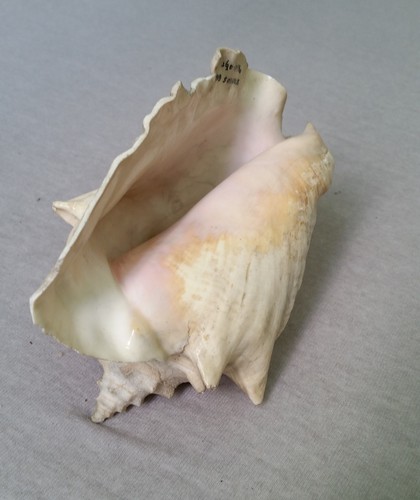 Große fechterschnecke muschel - fechterschnecke,