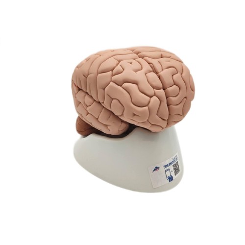 Scientific gehirnmodell - 3b,