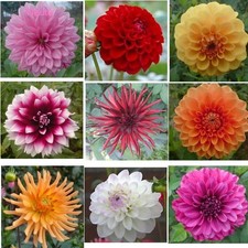 1,9 Kg Dahlien mix -