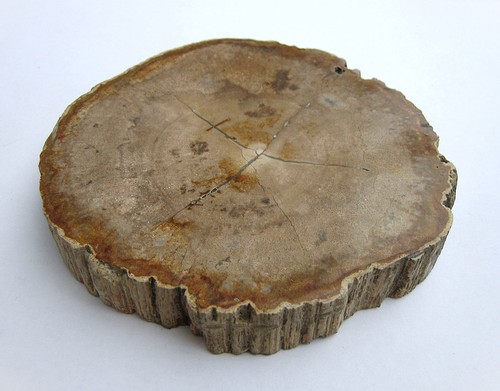 Versteinertes holz mangrove - versteinertes,