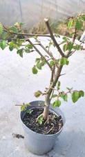 Prebonsai, Feldulme, Ulmus