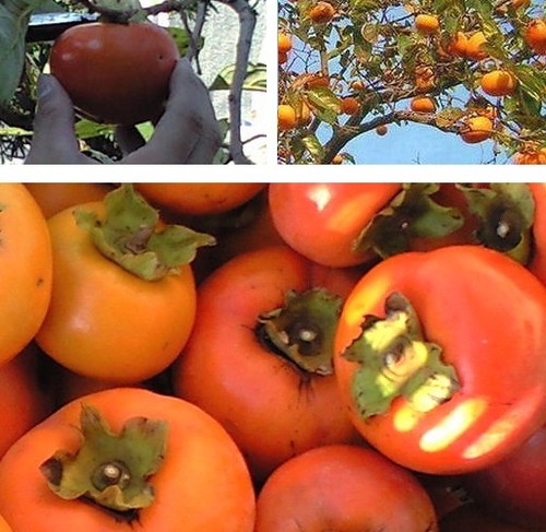 Kakipflaume diospyros - kakipflaume,