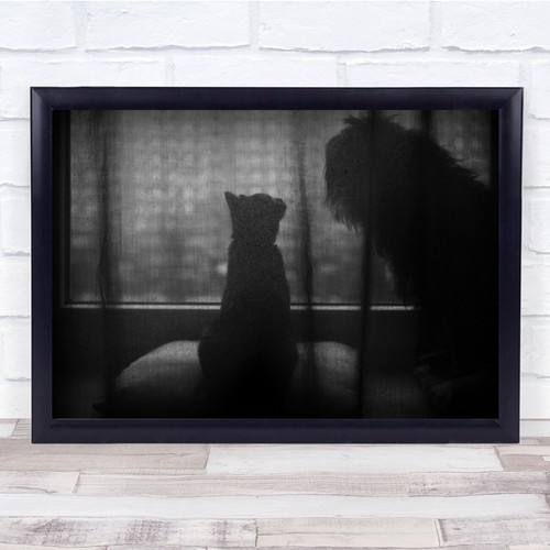 Tiere alltag wartende - tiere, katze
