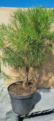Bonsai kiefer pinus sp - bonsai,,