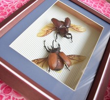 Letztes Stück! Ausverkaufspreis!  Seltene Käfer im Schaukasten 30x25x6,5.