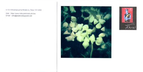 Araki nobuyoshi blumen - araki, -blumen