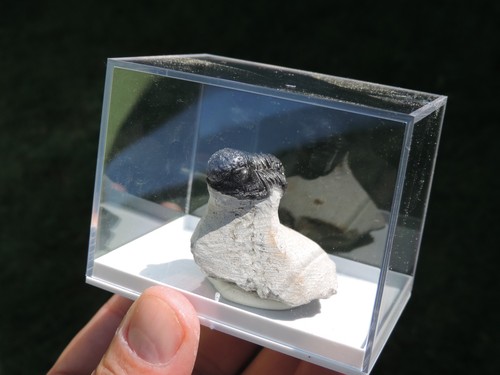 Schöner trilobit gerastos - schöner,