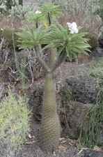 Pachypodium lamerei samen - lamerei,