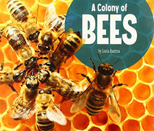 A Colony of Bees (Animal