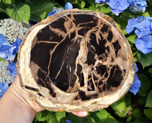 Versteinertes holz nyssa sp - holz,,