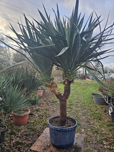 Yucca recurvifolia 190cm - 🌴yucca,