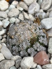 Mammillaria hernandezii Rog 379 very rar Copiapoa Ariocarpus Echinocactus