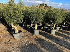 Olivenbaum Olea Europea Höhe