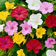 Wunderblume gebrochene farben - wunderblume,