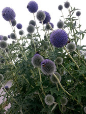 Samen Kugeldistel Bienenweide