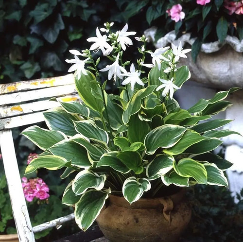 Hosta sweet funkien - 1x,