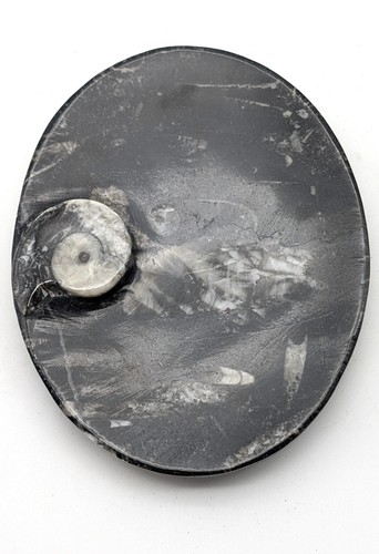 Sm0176 orthoceras - sm0176,